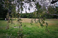a person is flying a kite in a park