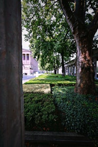 a tree in the middle of a park