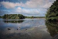 ducks swimming in a lake