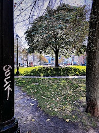 a tree in a park