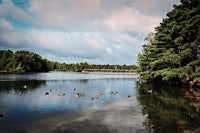 ducks swimming in a lake near a bridge