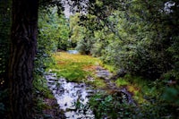 a stream running through a wooded area