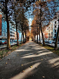 a street lined with trees