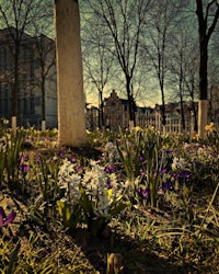 a group of flowers in a grassy area in front of a building