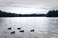 a group of ducks swimming in a lake